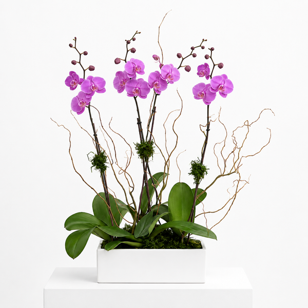 C1815 - Live Orchid Arrangement