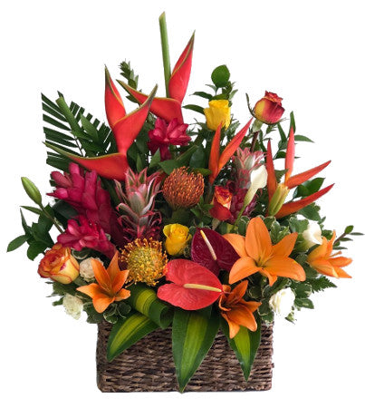 C8211 - Tropic Warm