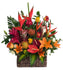 C8211 - Tropic Warm