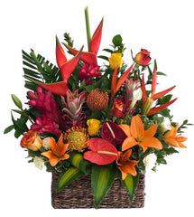 C8211 - Tropic Warm