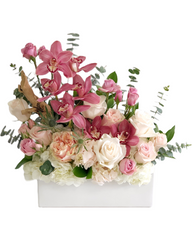 C8320 - Splendid Pink