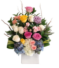C8648 - Cute Colors