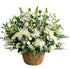 C9793 - Peaceful Light