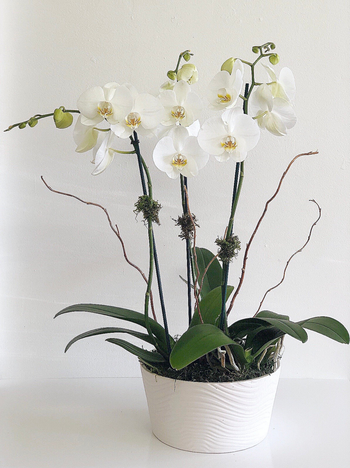 C6301 - Orchid Arrangement