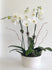C6301 - Orchid Arrangement