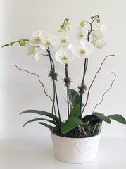 C6301 - Orchid Arrangement