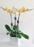 C6854 - Orchid Arrangement