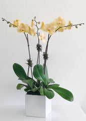 C6854 - Orchid Arrangement