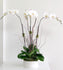 C2850 - Orchid plant