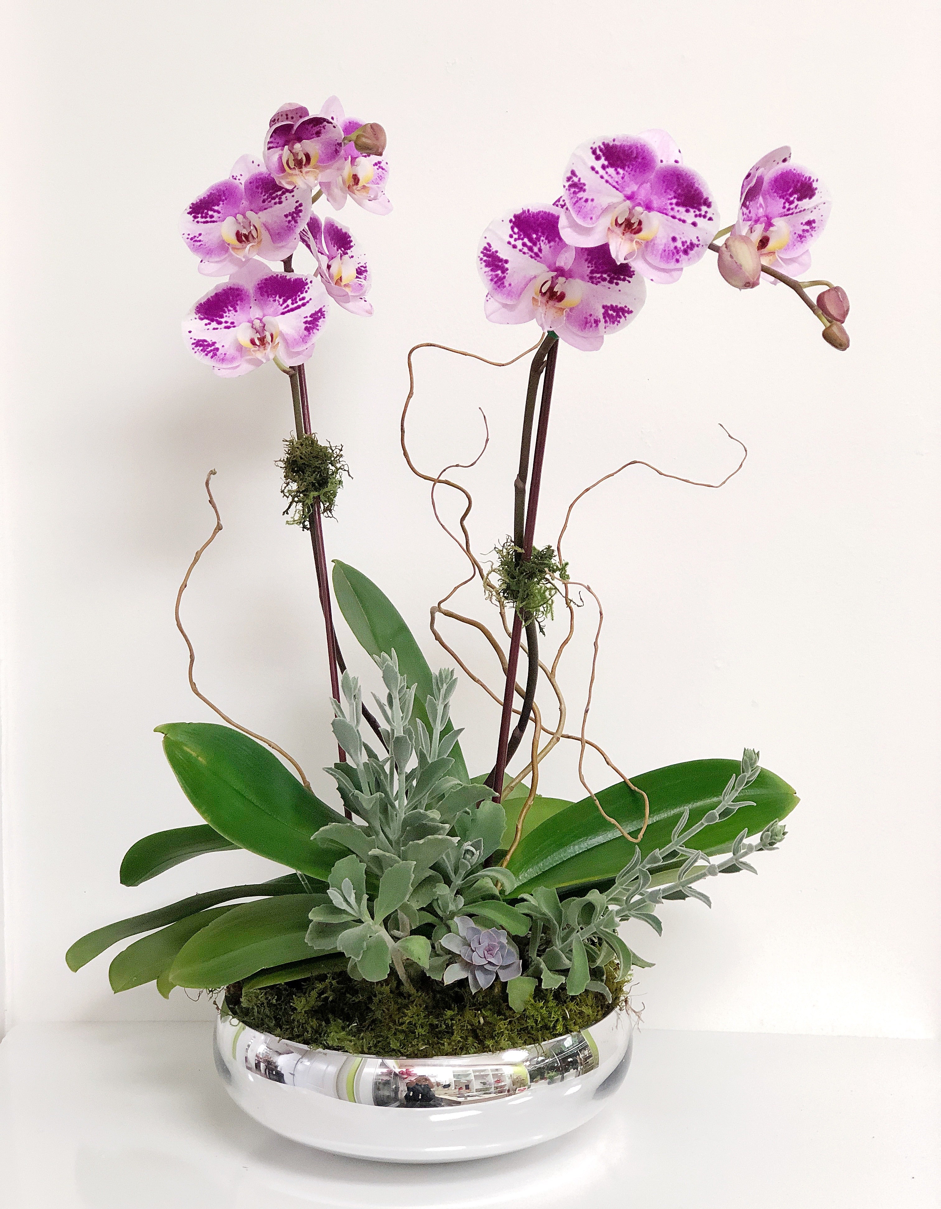C8298 - Live Orchid Arrang.