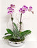 C8298 - Live Orchid Arrang.