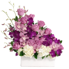 C4582 - Purple Magic