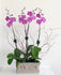 C1815 - Live Orchid Arrangement