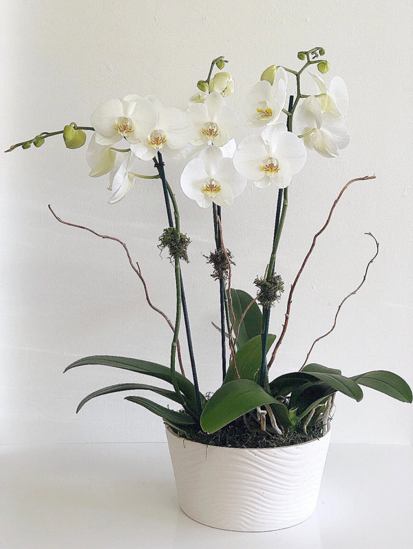 C6301 - Orchid Arrangement