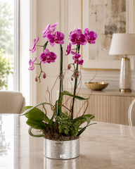C8298 - Live Orchid Arrang.