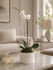 C2363 - Orchid plant