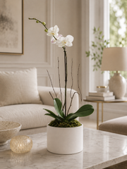 C2363 - Orchid plant