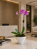 C7498 - Orchid plant