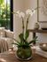C8239 - Orchid plant