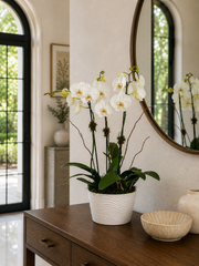 C6301 - Orchid Arrangement