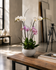 C4098 - Orchid Arrangement