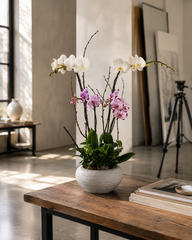 C4098 - Orchid Arrangement