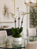 C8200 - Orchid plant