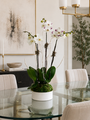 C8200 - Orchid plant
