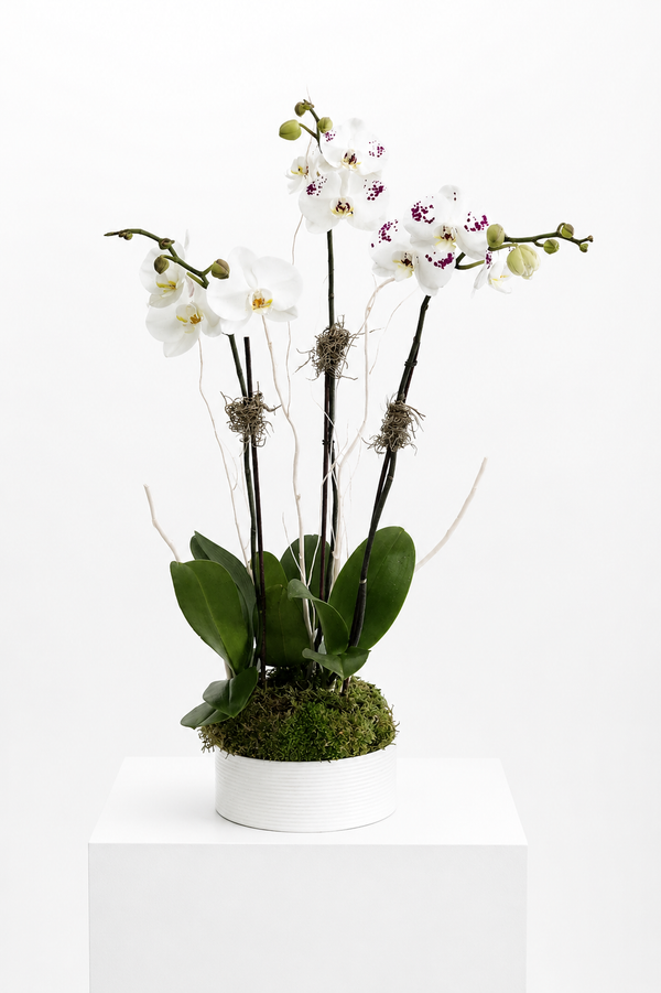 C8200 - Orchid plant