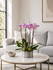 C6210 - Orchid Arrangement