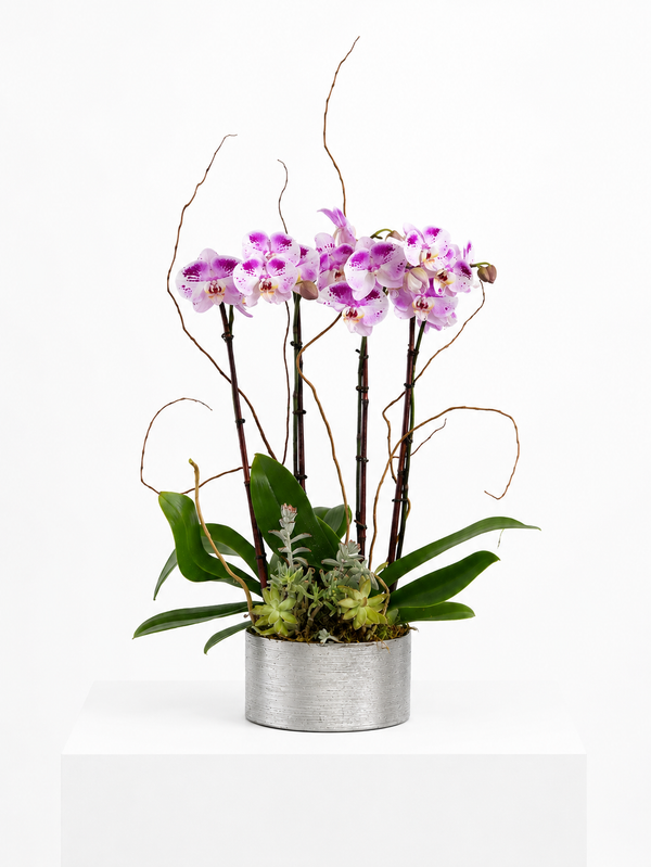 C6210 - Orchid Arrangement