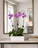 C1815 - Live Orchid Arrangement