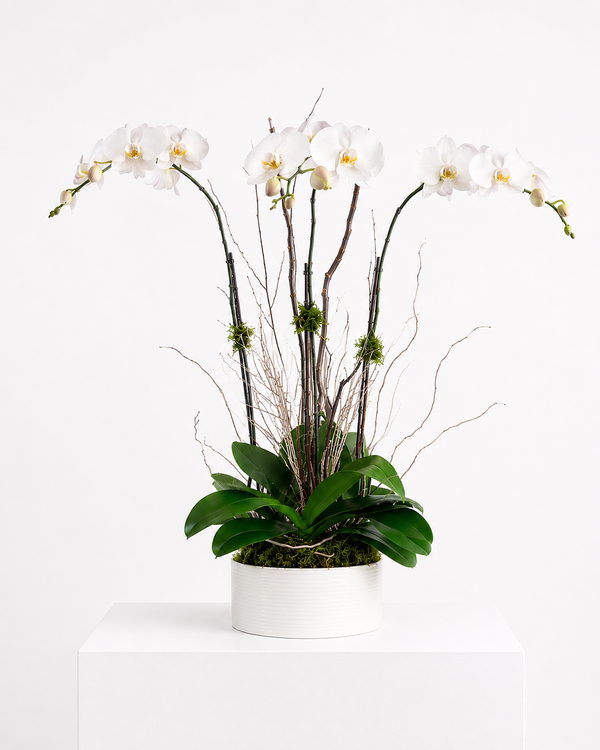 C2850 - Orchid plant