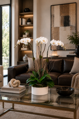 C2850 - Orchid plant
