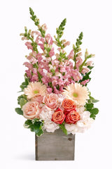 C2369 - Pink blush Surprise