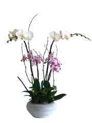 C4098 - Orchid Arrangement