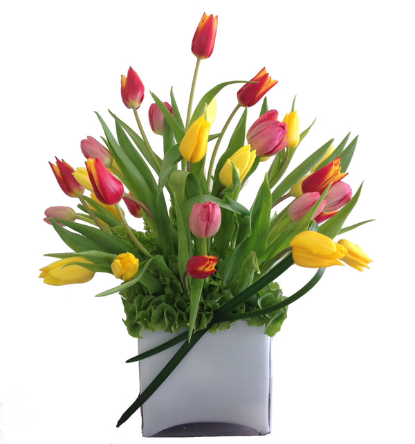 C5457 - Multi Color Tulips
