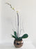 C2363 - Orchid plant