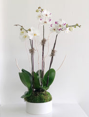C8200 - Orchid plant