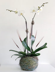C8239 - Orchid plant