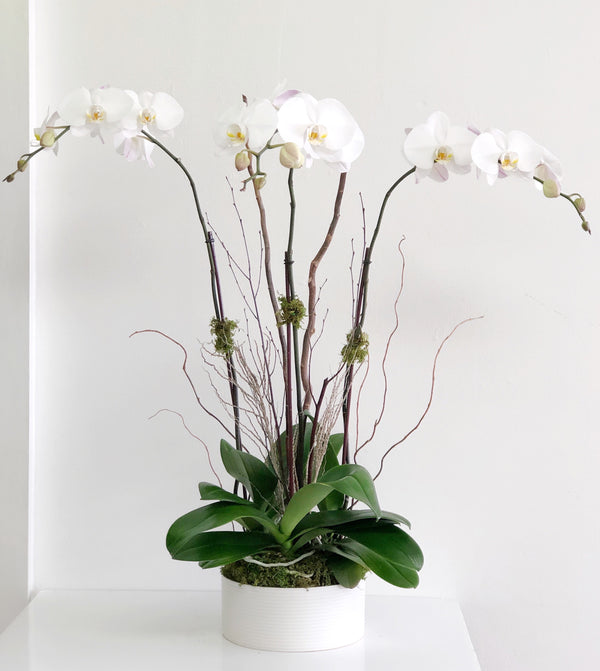 C2850 - Orchid plant
