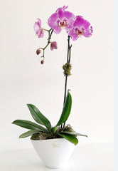 C7498 - Orchid plant